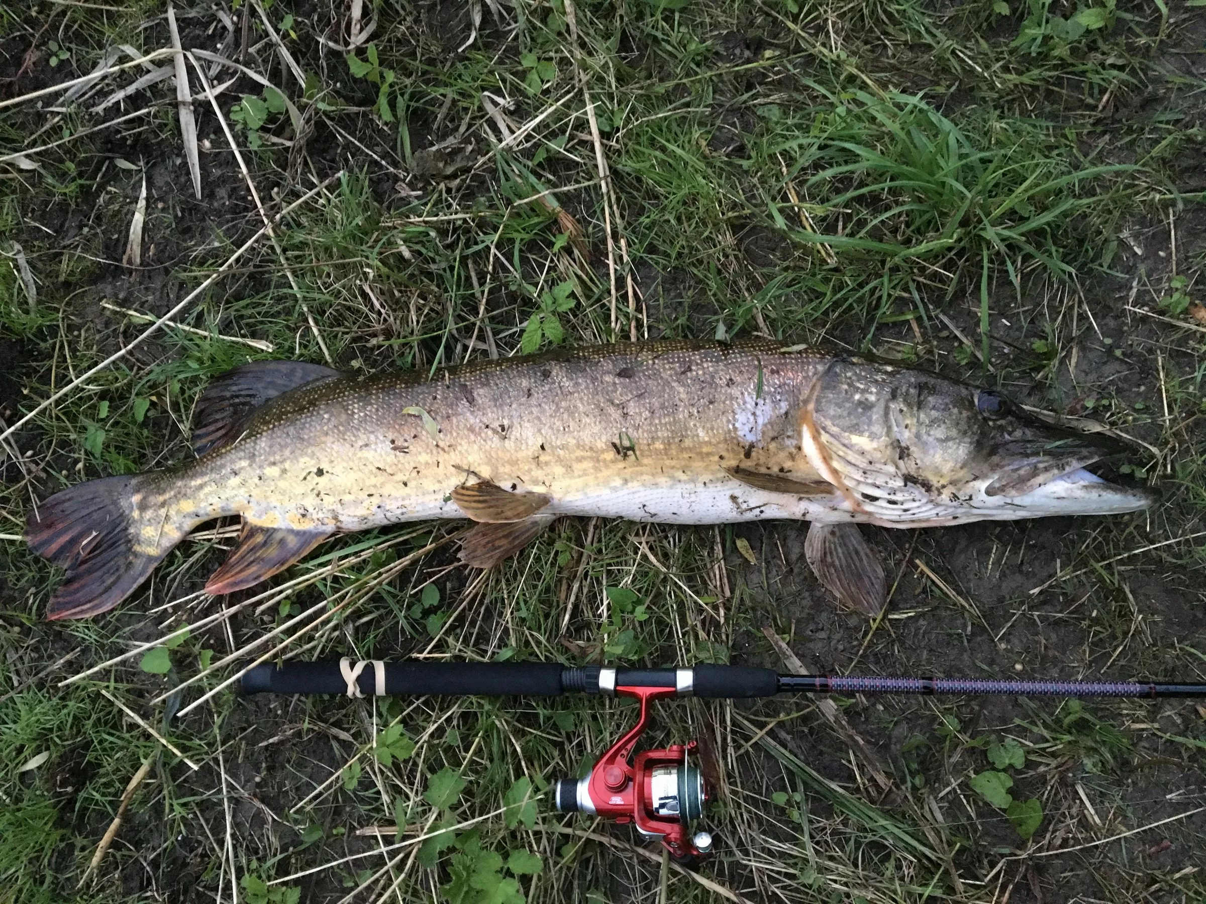 Abu Garcia Fast Attack 4 Abu Garcia Fast Attack - Afbeelding 2