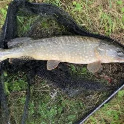 Berkley Whiplash Yellow 8 -Hengelset Winkel 6195