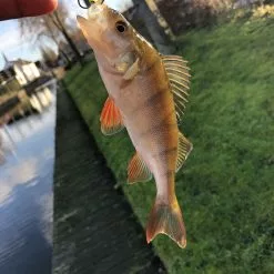 Savage Gear Rotex Spinner -Hengelset Winkel 6298 22