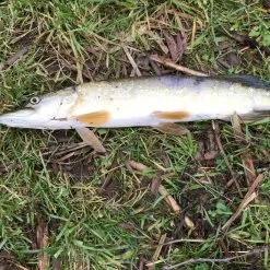 Berkley Whiplash Crystal 8 -Hengelset Winkel 6564